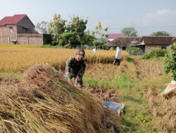 Babinsa Bantu Petani Panen Padi di Kapuran, Wujud Nyata Dukungan TNI pada Swasembada Pangan