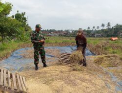 Babinsa Kodim 0802/Ponorogo Aktif Dampingi Petani Wujudkan Ketahanan Pangan