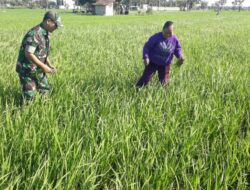 Babinsa Kodim 0802/Ponorogo Aktif Dampingi Petani Wujudkan Ketahanan Pangan
