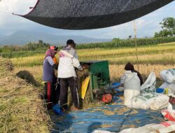 Desa Nglayang Kuatkan Pilar Pangan : Desa Tumbuh Mandiri dari Sawah dan Kandang