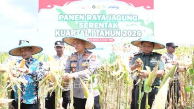 Polres Madiun Kota Panen Raya Jagung, 2,5 Ton Hasil dari Lahan 2 Hektare   