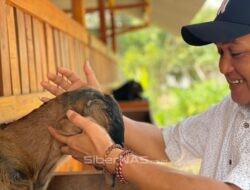 Kades Paringan – Ponorogo Dorong Ketahanan Pangan Lewat Peternakan Kambing Etawa